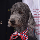 Kronprinsfamiliens hund, Milly Kakao, er også pyntet til 17. mai (Foto: Stella Pictures)